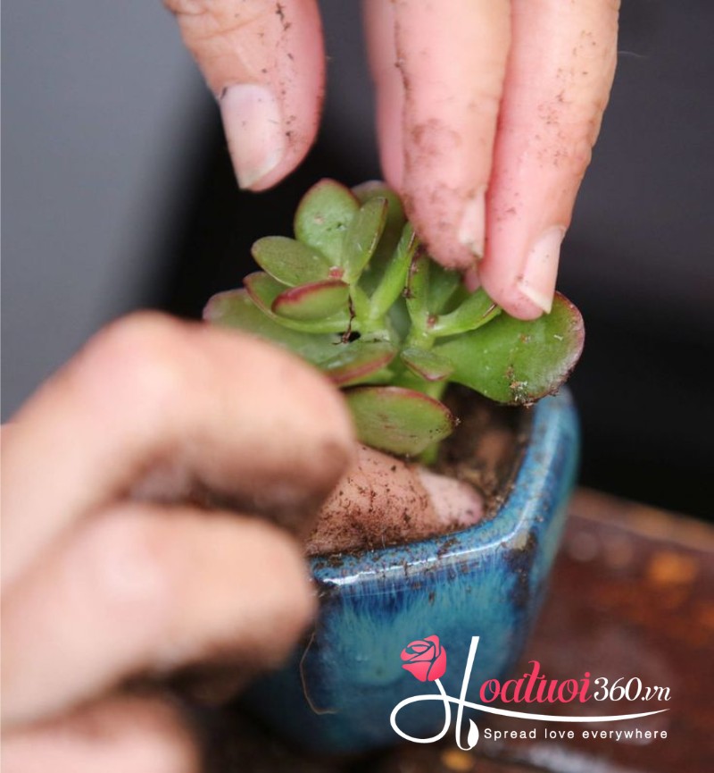 Mẹo xử lý sen đá khi mới mua về