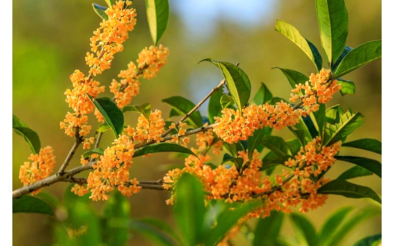 Cách trồng và chăm sóc cây hoa quế