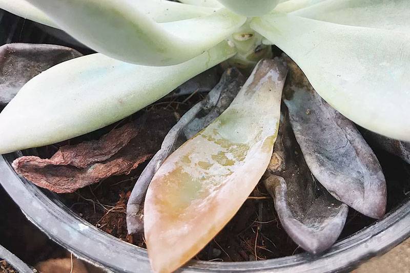 Bệnh thối rễ ở cây sen đá