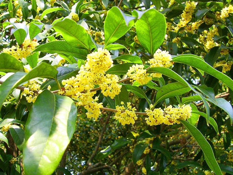 Cây quế hoa là cây gì ?