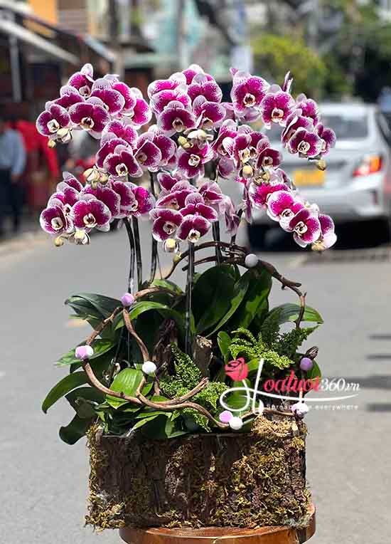 Chậu hoa lan hồ điệp đột biến trang trí không gian sống