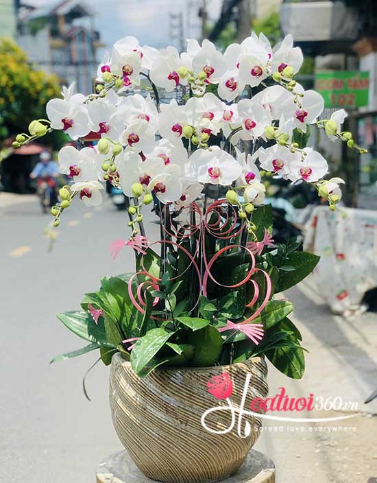 Chậu lan Hồ Điệp cao cấp được dân cư phường Tân Sơn Nhì ưa chuộng