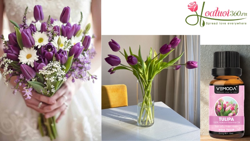 Công dụng của hoa tulip tím trong đời sống