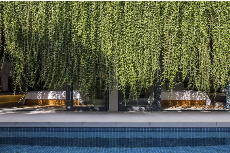 Cúc tần Ấn Độ tương sinh với mệnh Thủy