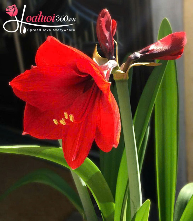 Đặc điểm của hoa loa kèn đỏ