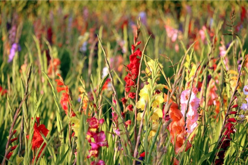 Địa chỉ mua hoa lay ơn uy tín