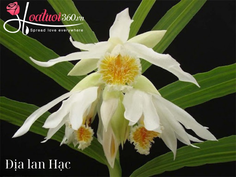 Địa lan Hạc Đính Ngọc Trai màu trắng