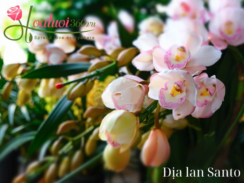 Chùm hoa địa lan trắng Sato