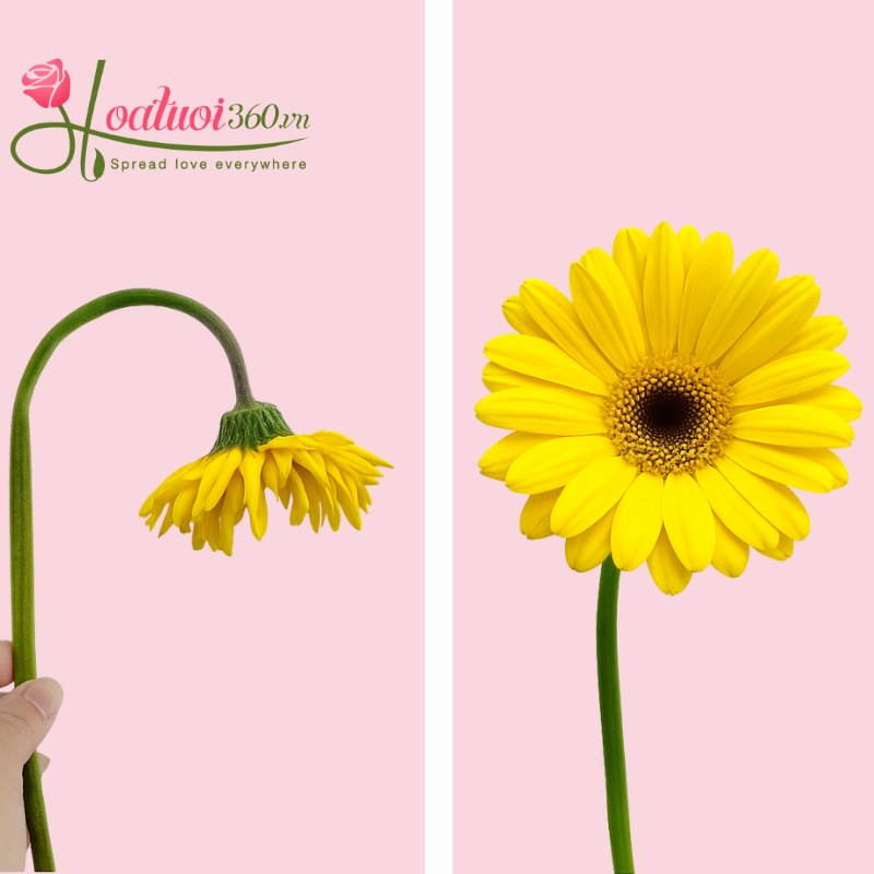 Gia cố thân cây hoa đồng tiền bằng băng dính sáp trước khi cắm 
