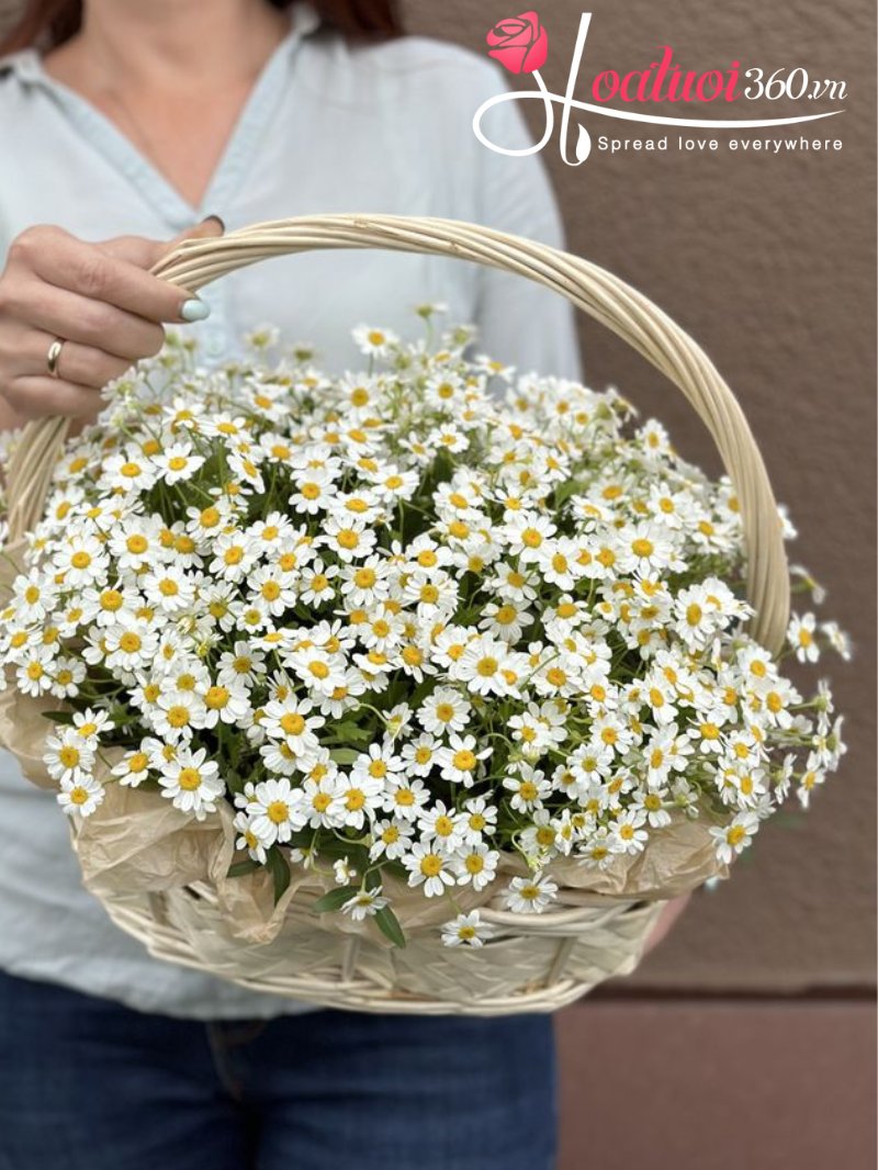 Quà tặng ý nghĩa với giỏ hoa cúc tana