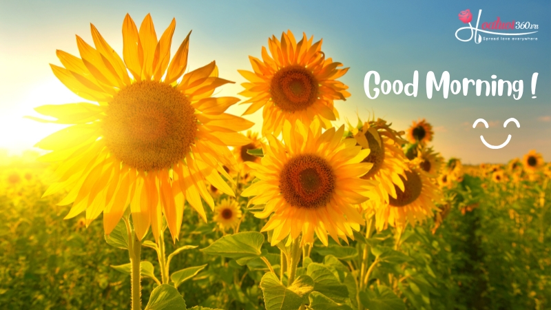 Hình ảnh hoa chúc mừng ngày mới đẹp