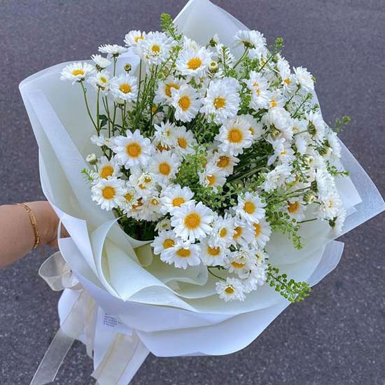 Hình ảnh hoa cúc baby đẹp nhất