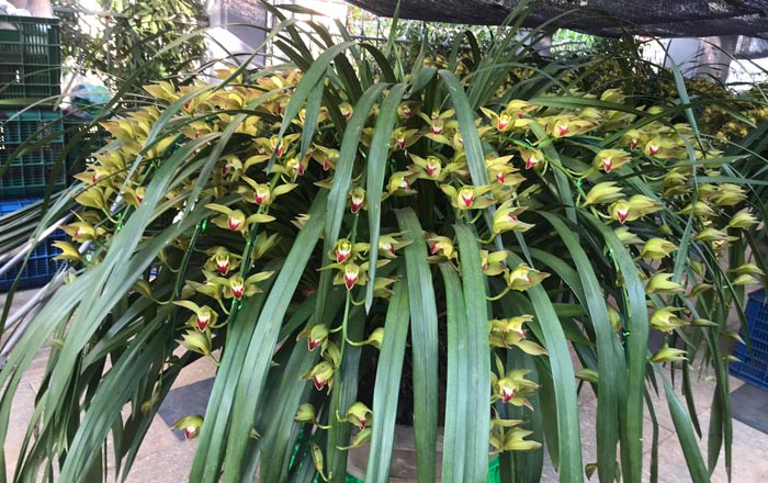 Hoa địa lan Sa Pa