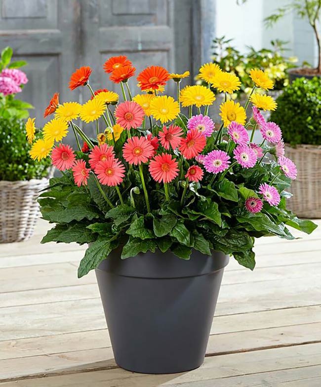 Chậu hoa đồng tiền ý nghĩa