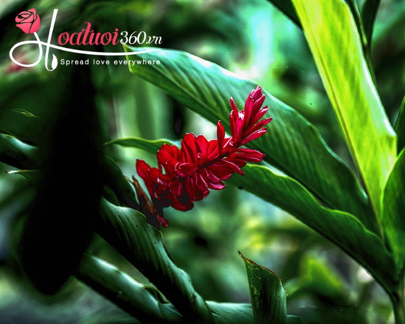 Hoa hạnh phúc là gì?