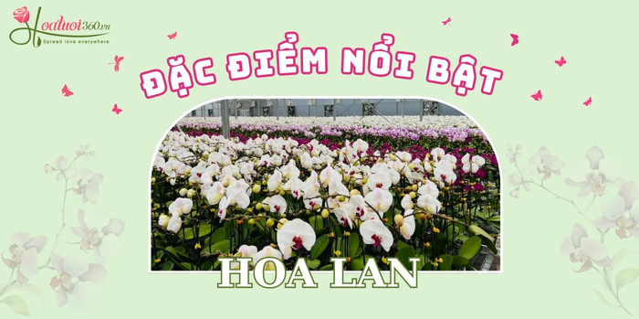 Đặc điểm nổi bật của hoa lan 