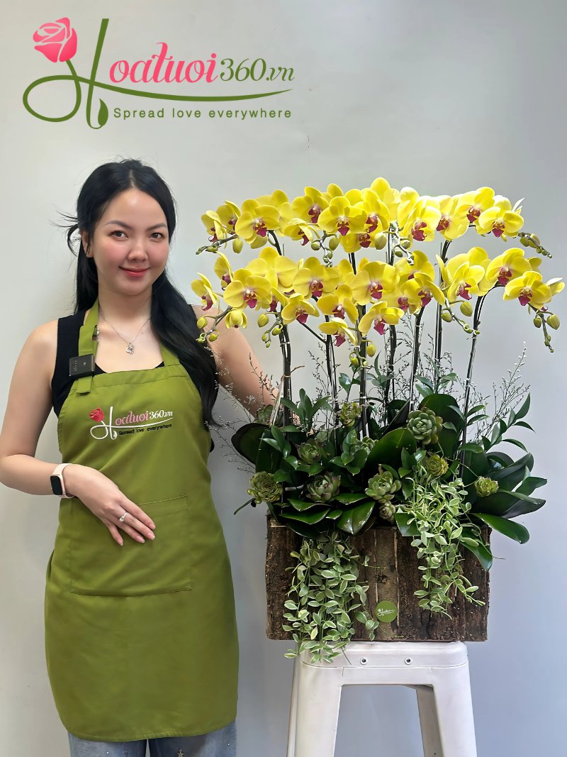 Chậu lan hồ điệp để bàn giá rẻ