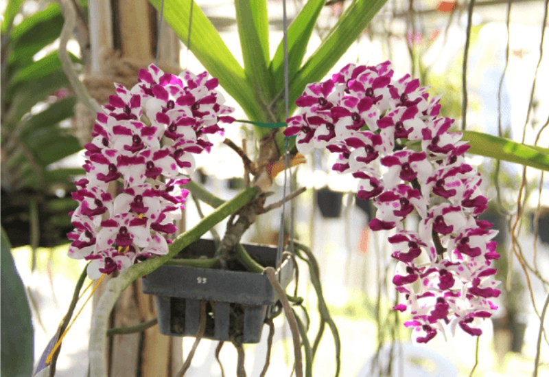 Lan Ngọc Điểm giá rẻ ghép chậu trồng tại nhà 