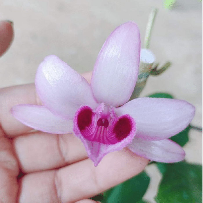 Hoa Lan Phi Điệp tím - Loài lan đẹp nhất thế giới