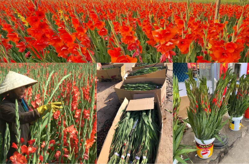 Giá hoa lay ơn mới nhất hiện nay