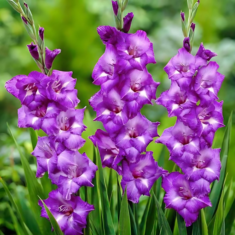 Hình ảnh cận cảnh những bông hoa lay ơn màu tím lãng mạn.