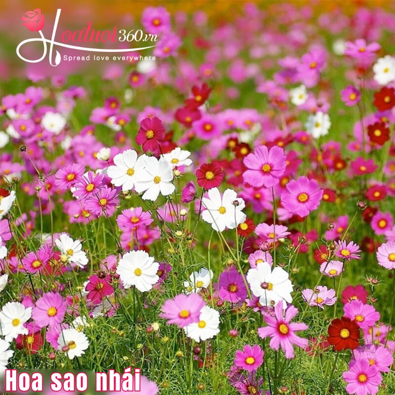 Hoa sao nhái loài hoa trồng dễ ra hoa 