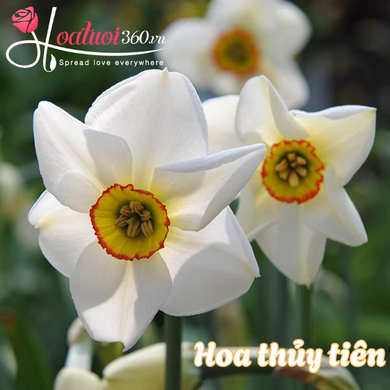 Hoa thủy tiên hoàng gia