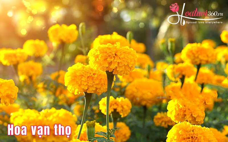 Vạn thọ hoa  chưng tết dễ trồng tại vườn