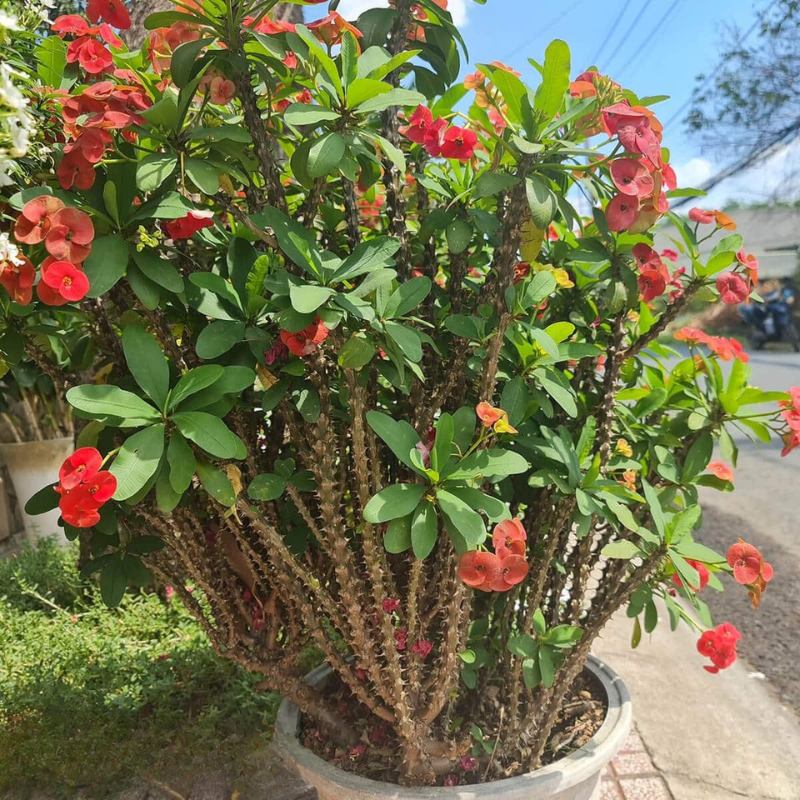 Hoa xương rồng bát tiên màu đỏ