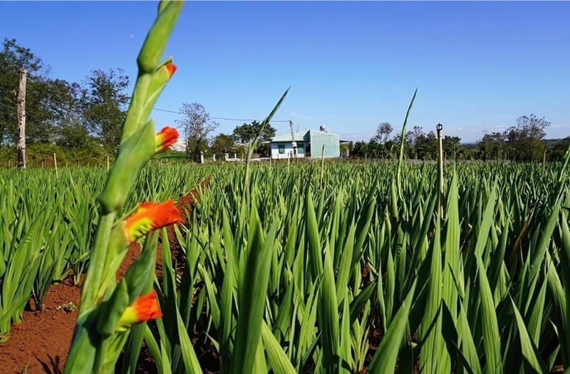 lá của hoa lay ơn