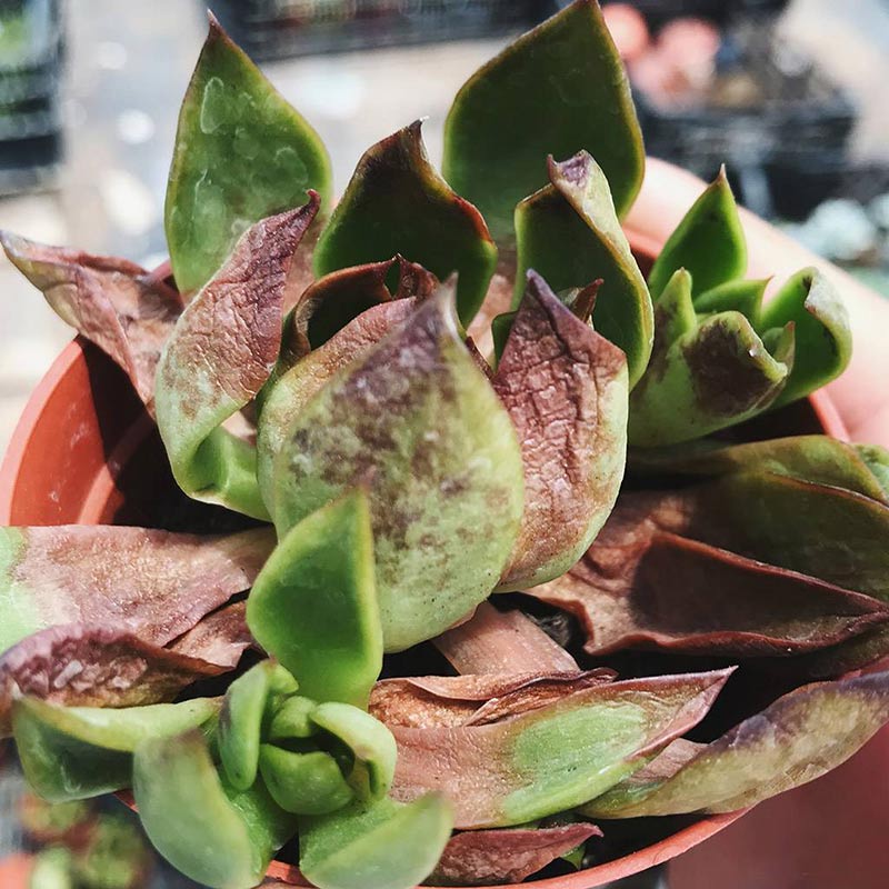 Lá sen đá bị cháy nắng