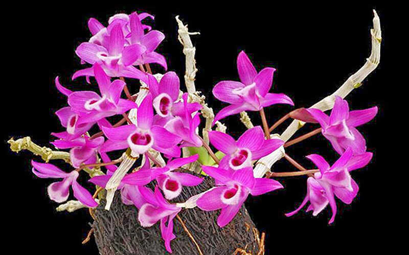 Lan Trầm Tím - Hoa lan đẹp, nổi tiếng nhất Việt Nam