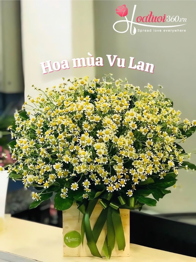 Hoa cúc tặng Mẹ lễ Vu Lan