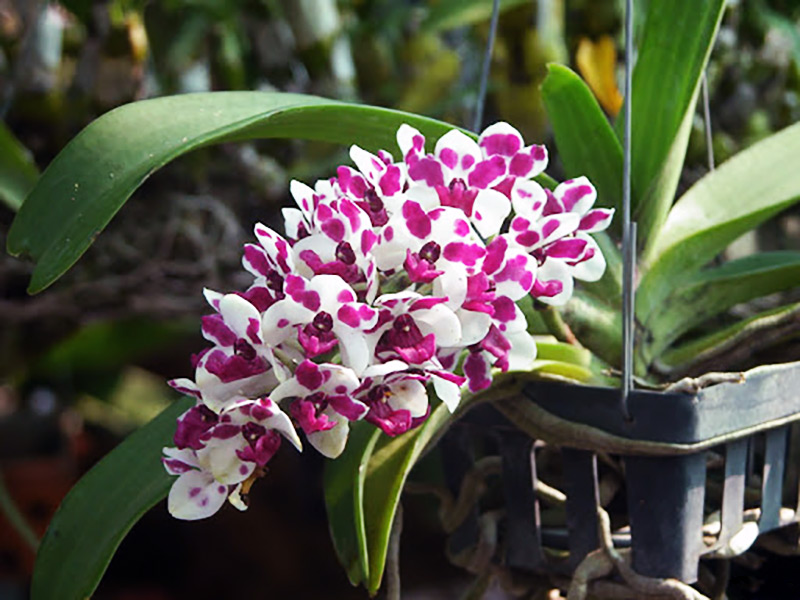 Mặt hoa lan rừng Ngọc điểm