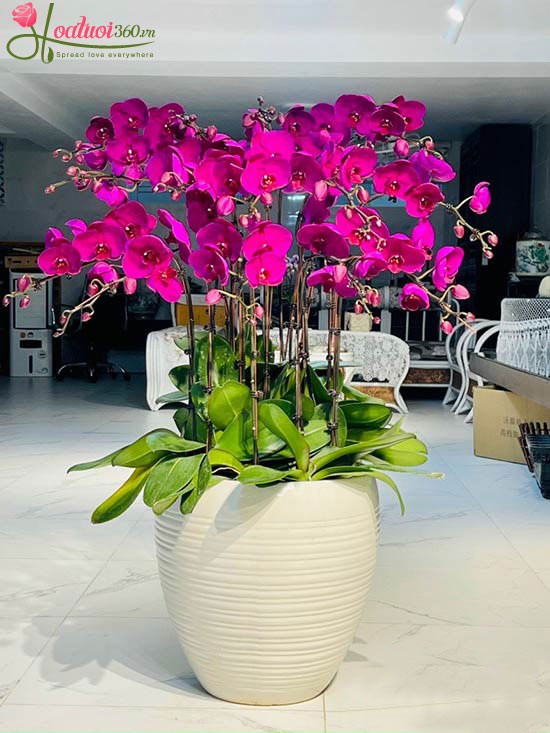 Mẫu hoa lan tim ý nghĩa cao cấp