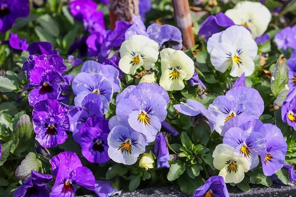 Hoa Violet với nhiều sắc màu rực rỡ