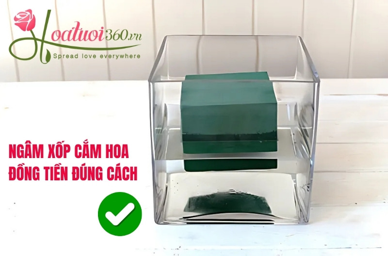 Ngâm xốp đúng cách trước khi cắm 