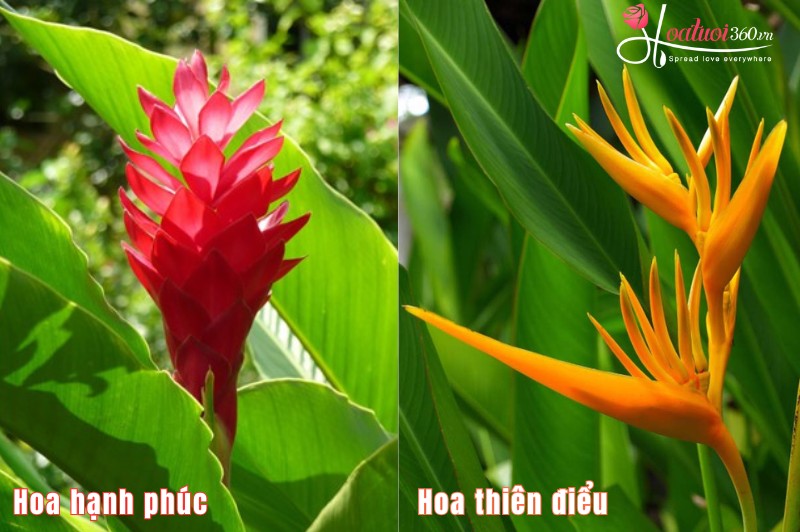 Phân biệt hoa hạnh phúc và hoa chuối
