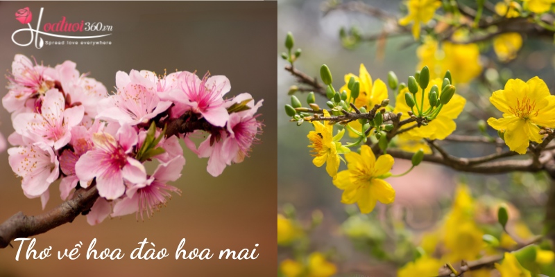 Thơ tết về hoa mai và hoa đào