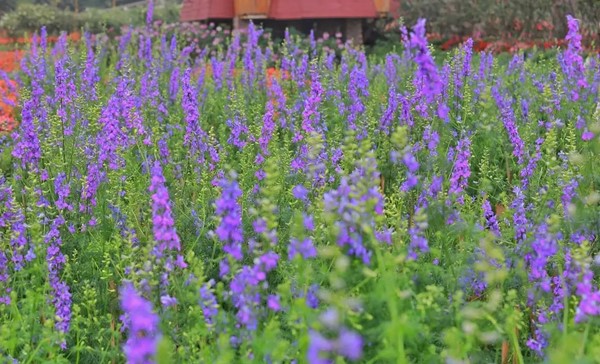 Truyền thuyết về hoa Violet