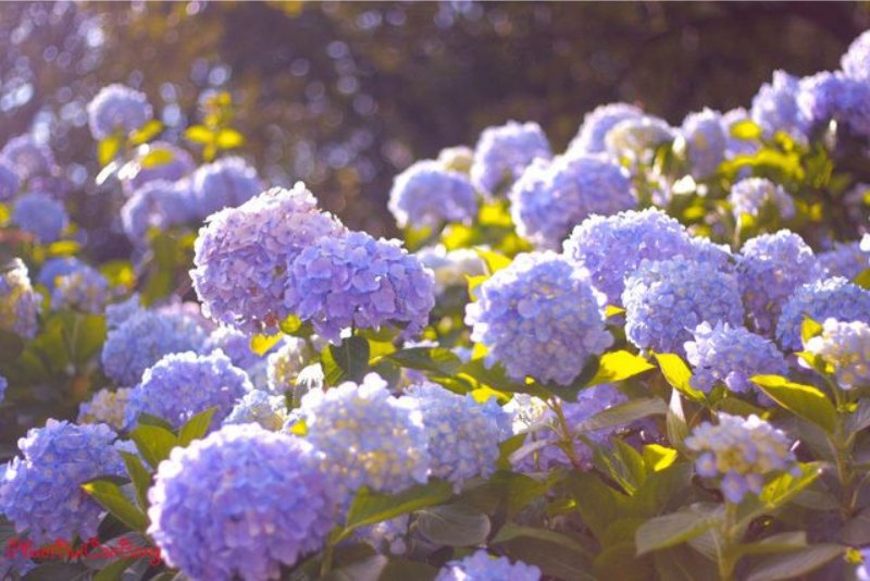 Hình ảnh vườn hoa cẩm tú cầu đẹp