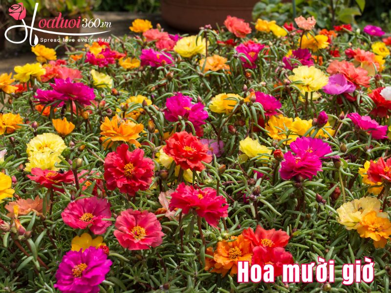 Hoa mười giờ dễ trồng, nở đẹp