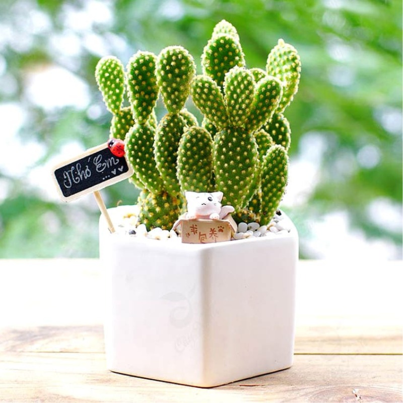 Hoa xương rồng tai thỏ đẹp, dễ thương