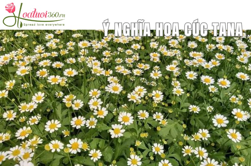 Ý nghĩa chung của hoa cúc tana