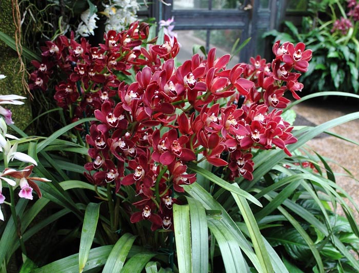 Hoa địa lan đỏ ý nghĩa