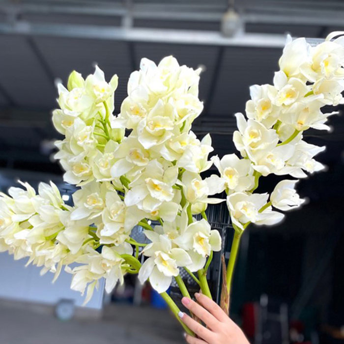 ý nghĩa của Hoa địa lan trắng