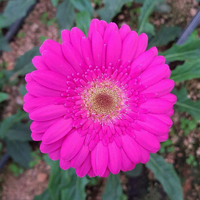 Ý nghĩa hoa đồng tiền tím bí ẩn