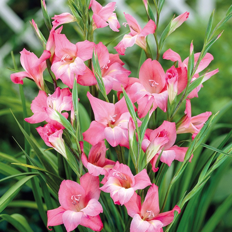 Hoa lay ơn hồng ngọt ngào, dịu dàng