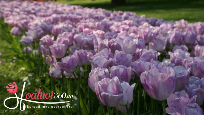 Ý nghĩa hoa tulip tím nhạt
