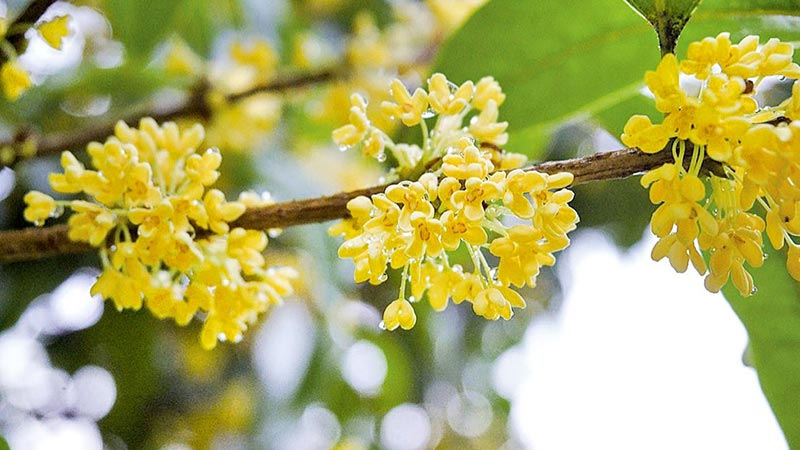 Cây quế hoa vàng mang ý nghĩa phong thủy tốt lành